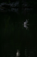 雪の中、カワセミ。140209-164004-LB1E4528_R