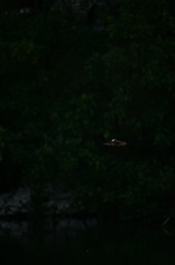 雪の中、カワセミ。140209-164004-LB1E4525_R