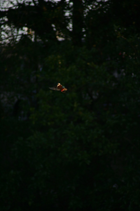 雪の中、カワセミ。140209-164002-LB1E4522_R