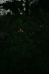 雪の中、カワセミ。140209-164002-LB1E4522_R