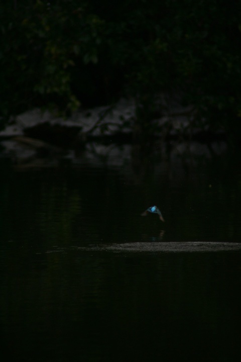 雪の中、カワセミ。140209-164005-LB1E4533_R