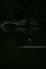 雪の中、カワセミ。140209-164005-LB1E4533_R