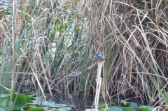 20141130_コンデジテスト141130-152858-P1090496_R