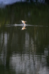 雪の中、カワセミ。140209-155050-ZR0C4685_R