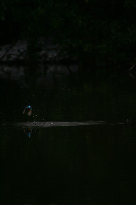 雪の中、カワセミ。140209-164005-LB1E4531_R