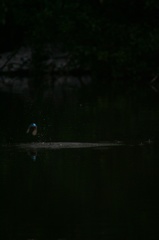 雪の中、カワセミ。140209-164005-LB1E4531_R