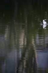 雪の中、カワセミ。140209-153836-ZR0C4592_R