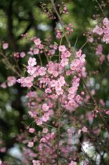 いち号機IMG_9832