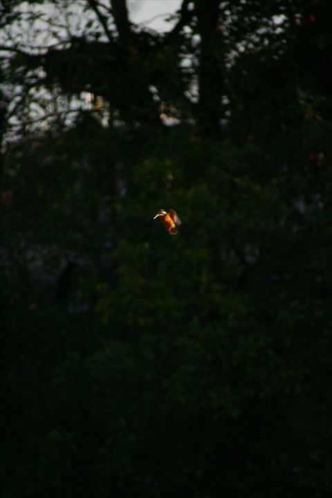 雪の中、カワセミ。140209-164001-LB1E4519_R