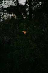 雪の中、カワセミ。140209-164001-LB1E4519_R