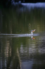 雪の中、カワセミ。140209-153836-ZR0C4593_R