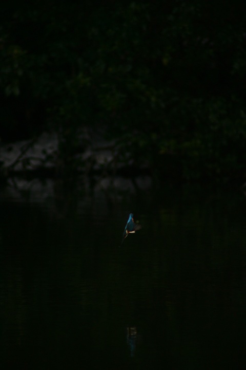 雪の中、カワセミ。140209-164004-LB1E4526_R