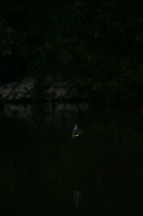 雪の中、カワセミ。140209-164004-LB1E4526_R