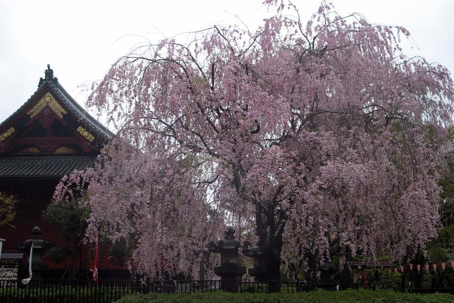 上野公園、雨の中。