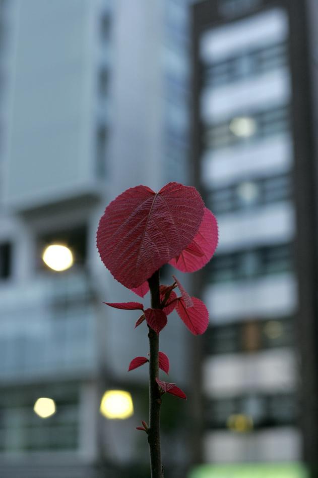 上野下谷あたりのはっぱ。