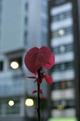 上野下谷あたりのはっぱ。