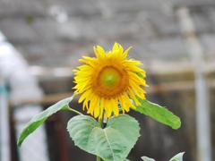 ひまわりP1090489