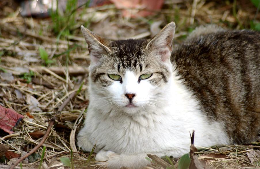 20120512野良猫