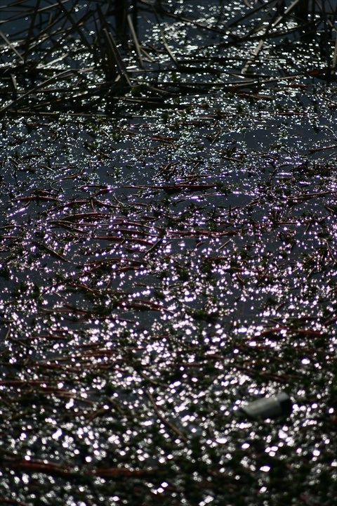 Ａｃａｌｌ　１８０ｍｍＦ３．５開放140222-142406-ZR0C4962_