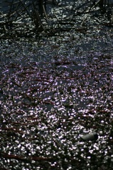 Ａｃａｌｌ　１８０ｍｍＦ３．５開放140222-142406-ZR0C4962_