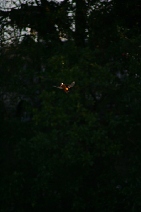 雪の中、カワセミ。140209-164002-LB1E4521_R