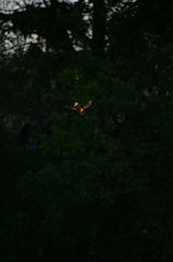 雪の中、カワセミ。140209-164002-LB1E4521_R