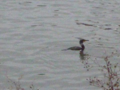 20141130_コンデジテスト141230-161537-P1100466_R