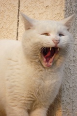 20141130_コンデジテスト141130-154529-P1090533_R