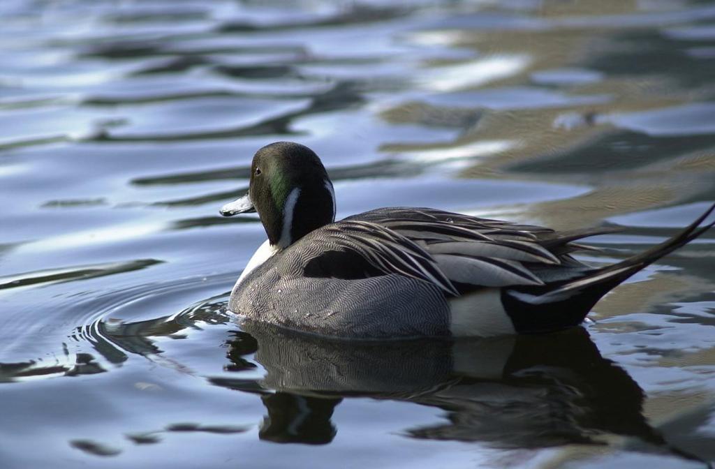 不忍池の撮り、鳥