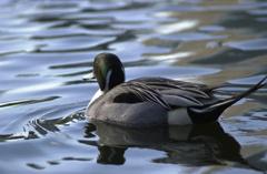 不忍池の撮り、鳥