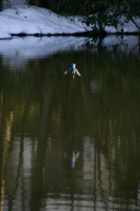 雪の中、カワセミ。140209-155049-ZR0C4683_R