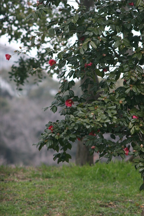２０１５年３月７日新木場150307-130101-IMG_1085_R