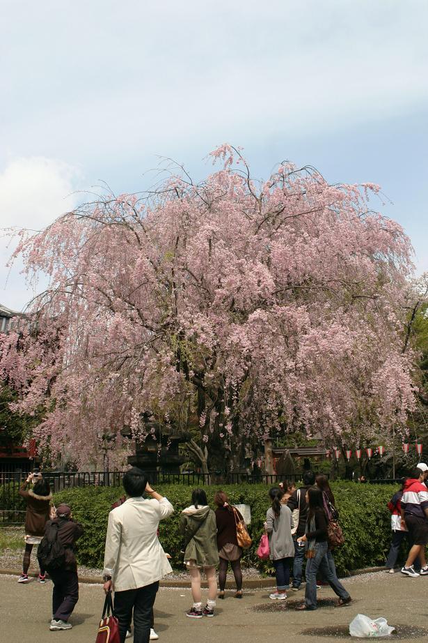 上野公園のしだれサクラ