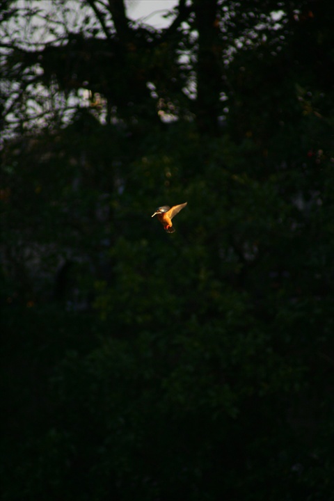 雪の中、カワセミ。140209-164001-LB1E4520_R