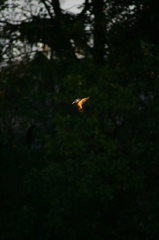 雪の中、カワセミ。140209-164001-LB1E4520_R