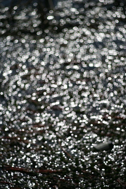 Ａｃａｌｌ　１８０ｍｍＦ３．５開放140222-142400-ZR0C4960_