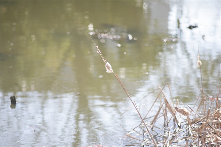 Ａｃａｌｌ　１８０ｍｍＦ３．５開放140222-141620-ZR0C4945_