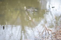 Ａｃａｌｌ　１８０ｍｍＦ３．５開放140222-141620-ZR0C4945_