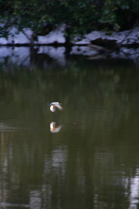 雪の中、カワセミ。140209-155051-ZR0C4687_R