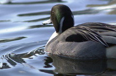 不忍池の撮り、鳥。トリミング！