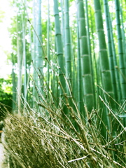 竹道