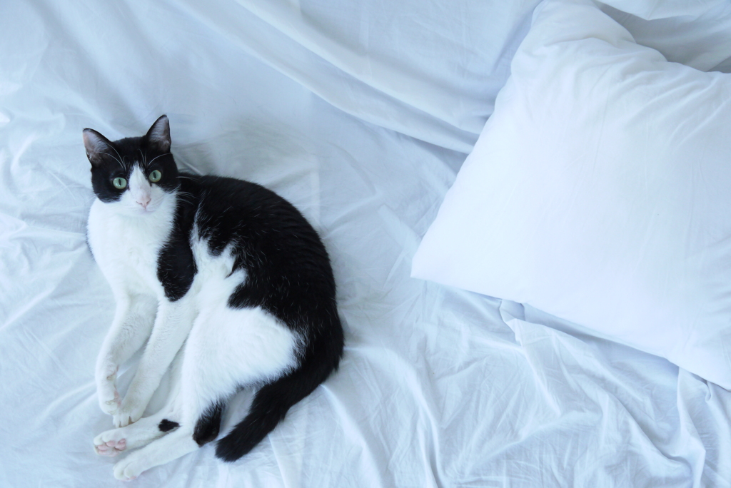 ソファの猫と白いシーツ