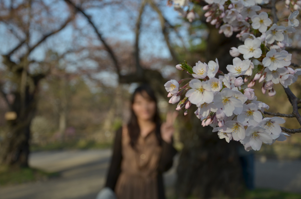 桜と恋人