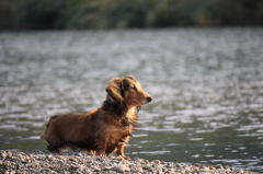 うちの犬