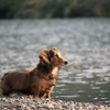うちの犬