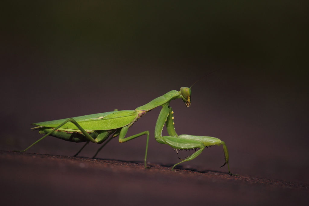 蟷螂（カマキリ）