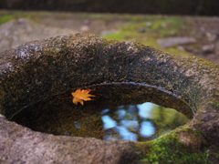 名残りの二葉