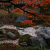 紅葉に高揚してます。