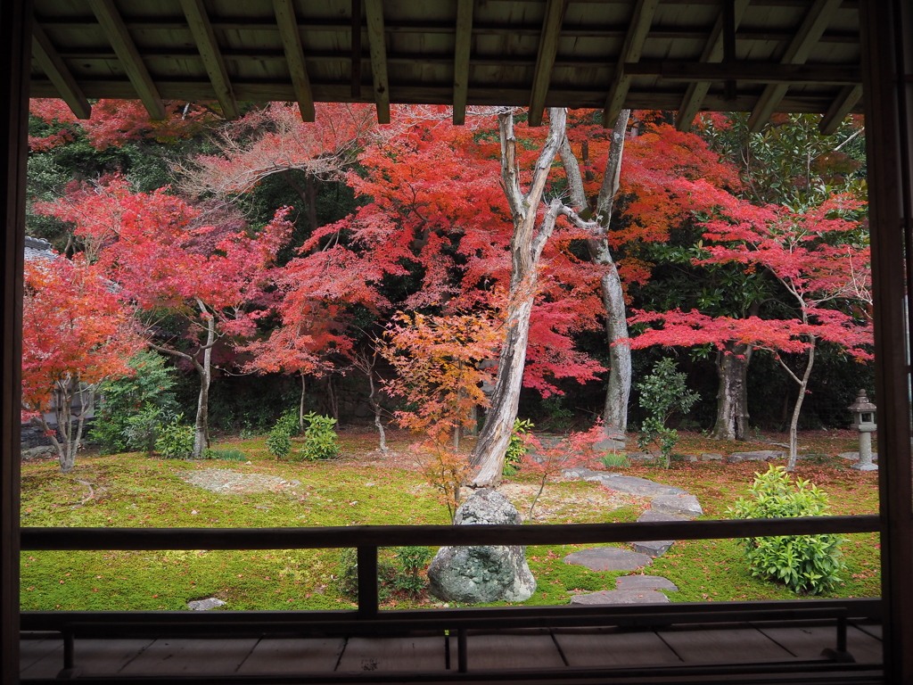 初冬　紅葉をめでる