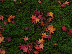 美し散り紅葉